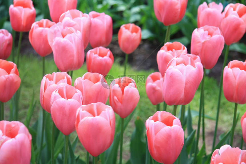 粉红色郁金香植物花束叶子园艺绿色植物群花园季节太阳花朵图片