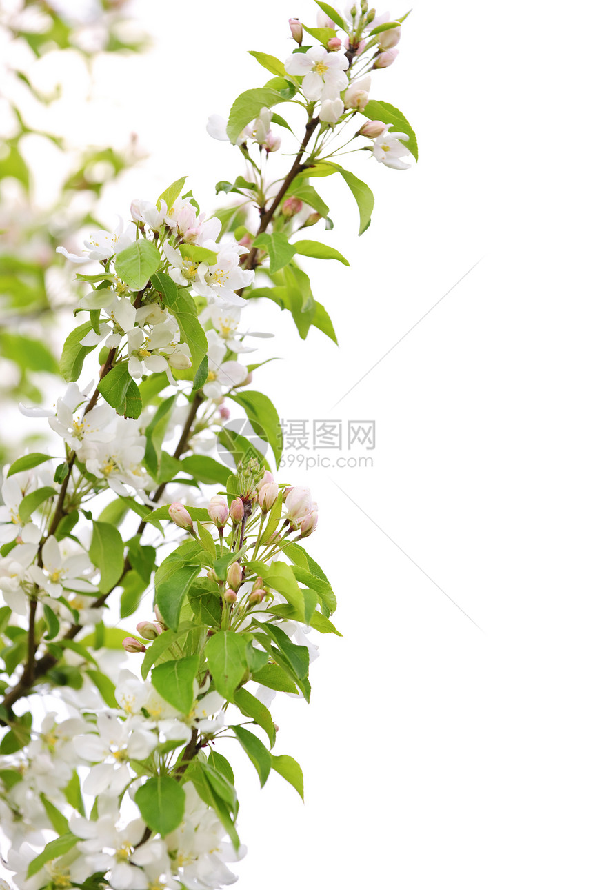 开花苹果树枝叶子果园发芽树叶分支机构花朵植物群季节压痛园艺图片