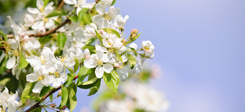 开花苹果树树木柔软度树叶花园植物发芽花朵压痛分支机构季节图片