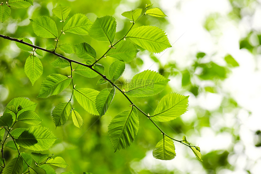 绿春叶树叶植物晴天叶子环境季节生长分支机构阳光榆树图片