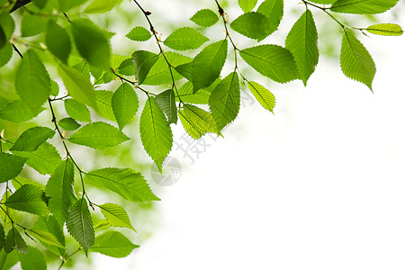 白色背景的绿春树叶榆树晴天分支机构绿色植物生长季节框架构图阳光树木背景图片