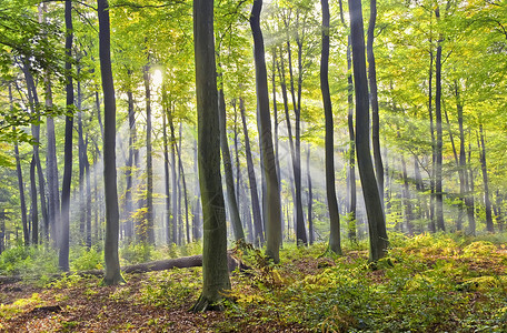 太阳光束木头绿色神光射线风景林地阳光背景图片