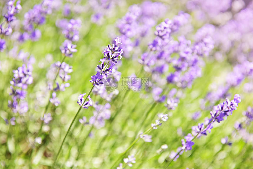 在花园里盛开的紫衣草园艺疗法生长衬套农业芳香香水场地香气灌木图片