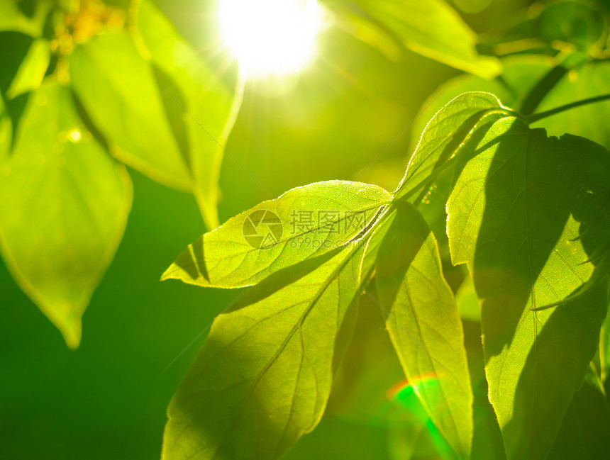 树上叶子的详情绿色晴天叶度日光种植园背景太阳光太阳射线阳光图片