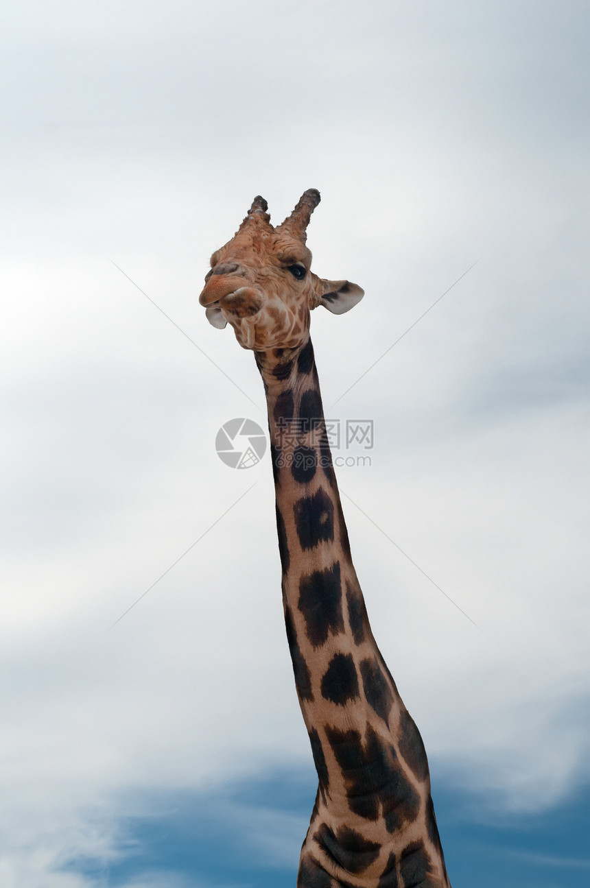 吉拉菲荒野大草原棕色野生动物天堂哺乳动物亚热带动物园脖子动物图片
