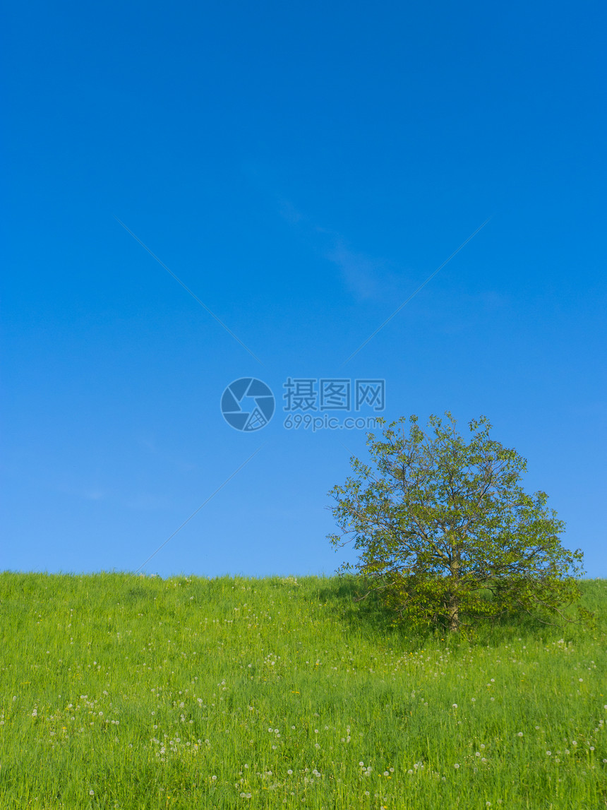 带一棵树的草地阳光多云农村季节风景天空晴天天气国家植物图片