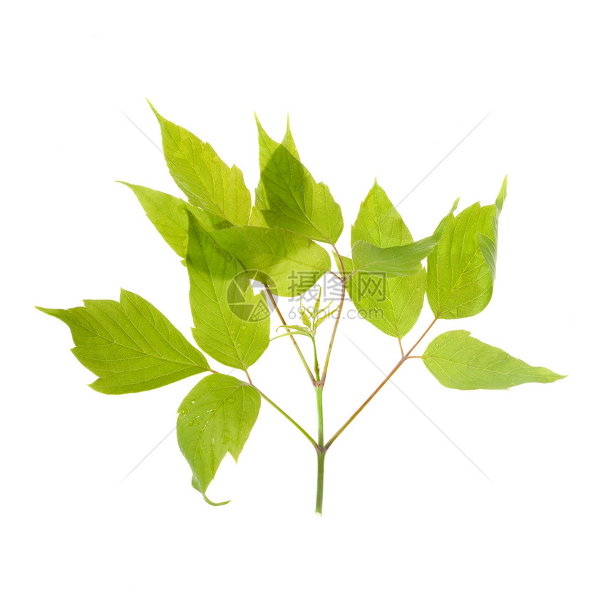 绿叶绿色环境床单叶子枝条静脉生长宏观植物图片