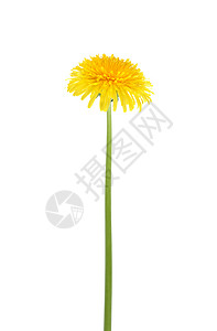 卡米利翁白白但达利翁黄色季节生长花瓣草本植物植物花头背景