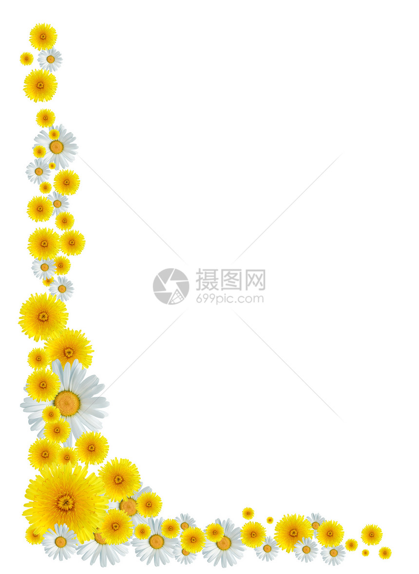 边境装饰品框架设计元素花瓣边界雏菊艺术花头图片