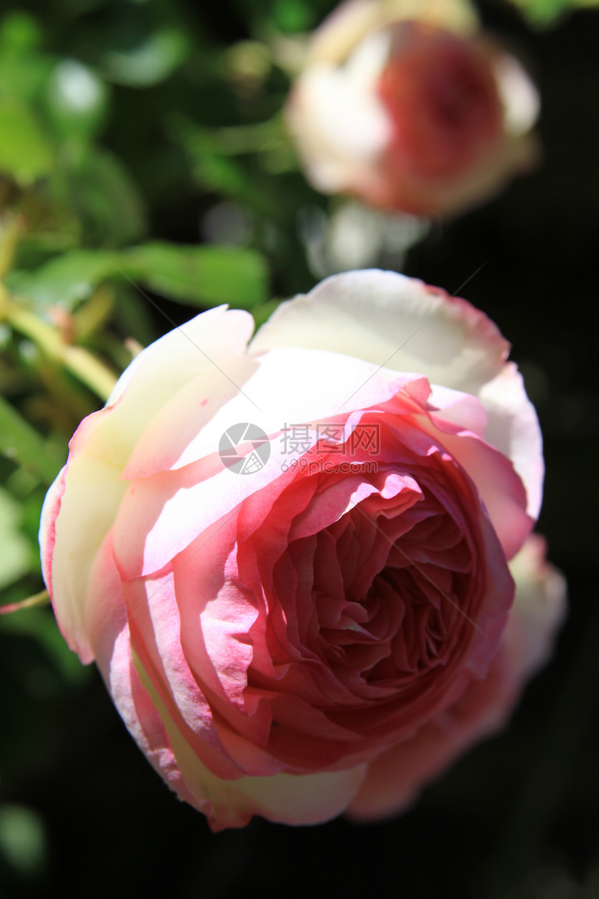粉红玫瑰花花时间植物群季节性阳光照射植物太阳玫瑰花园粉色分支机构图片