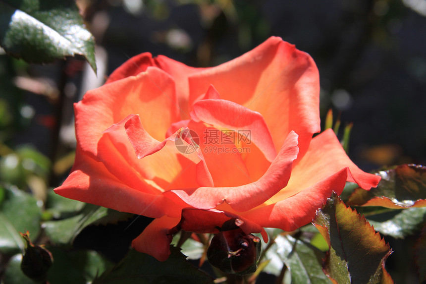 红玫瑰花宏观绿色玫瑰晴天分支机构植物时间阳光植物群粉色图片