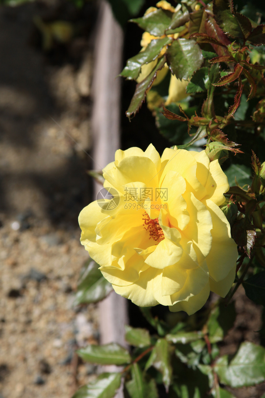 黄玫瑰花季节性分支机构植物季节宏观太阳时间玫瑰阳光晴天图片