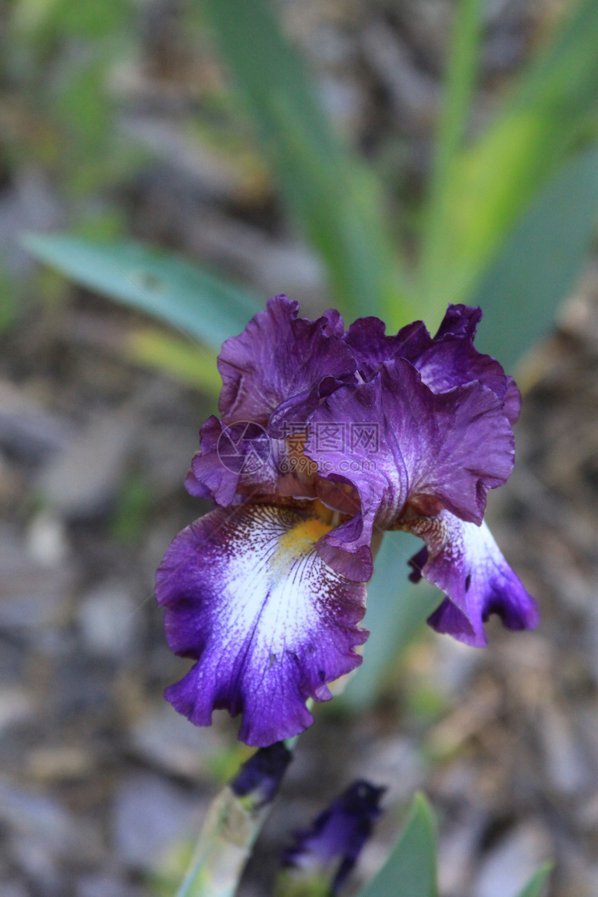 Iris 鲜花宏观花园季节植物群阳光照射时间季节性太阳鸢尾花紫色图片