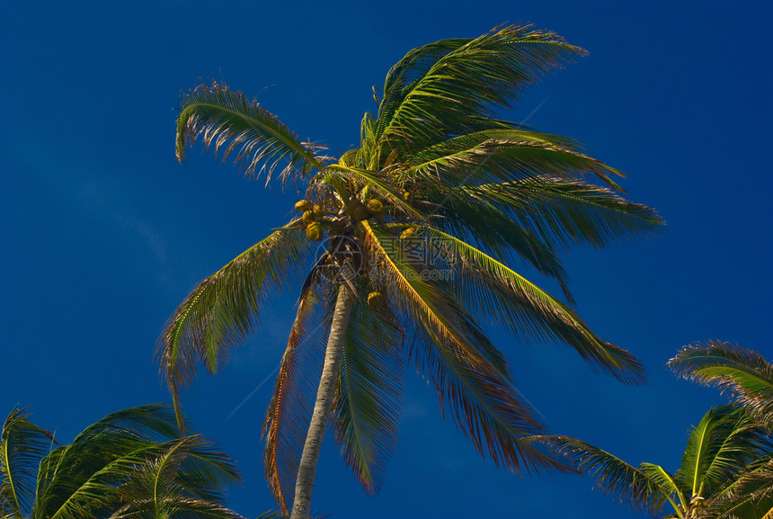 椰子棕榈树干叶子水果水平植物绿色可可热带耳廓种子图片