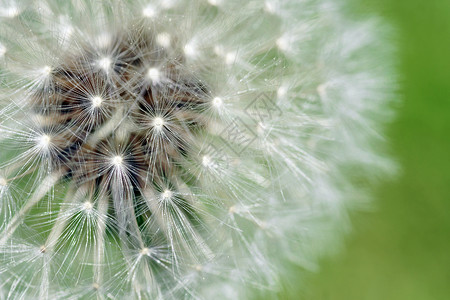 Dandelion 荧光种子宏观背景图片