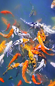 池塘中的小海鱼橙子斑点鲤鱼白色游泳背景图片