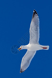 鲱鱼鸥呼叫海鸥在蓝天飞翔银色翼展野生动物蓝色羽毛天空航班翅膀海鸟优美背景