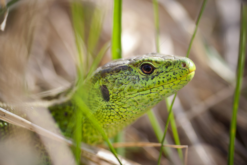 蜥蜴头爬行者眼睛绿色动物宏观爬行动物图片