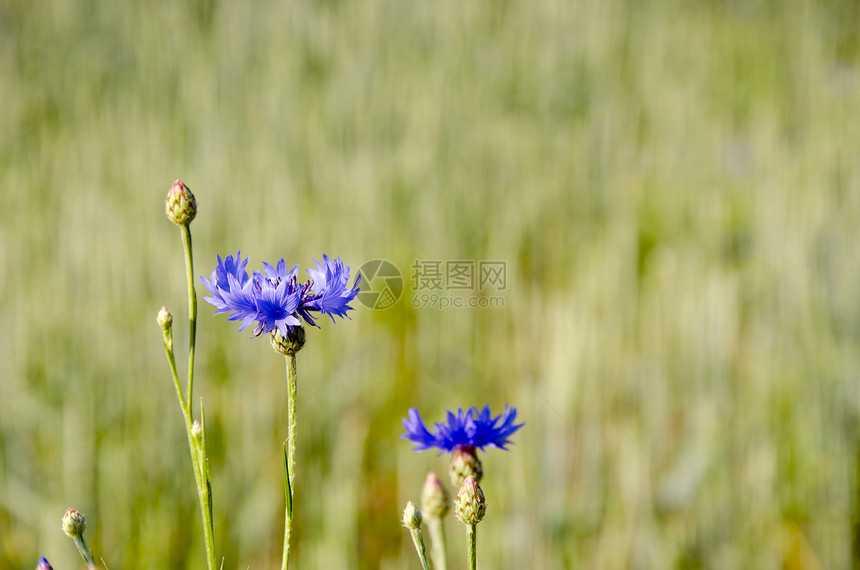 向心花场景野花草地植物季节城市土地按钮农业蓝色图片