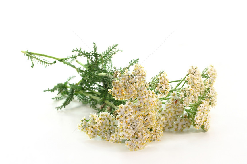 亚窄家庭菊科花园绿色草地白色药草宏观雏菊植物图片