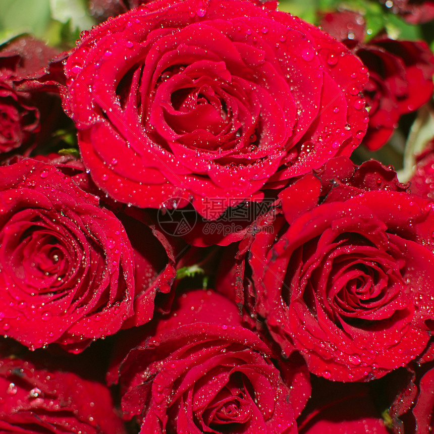 红玫瑰植物群花园礼物紫色纹理花瓣庆典气味展示仪式图片