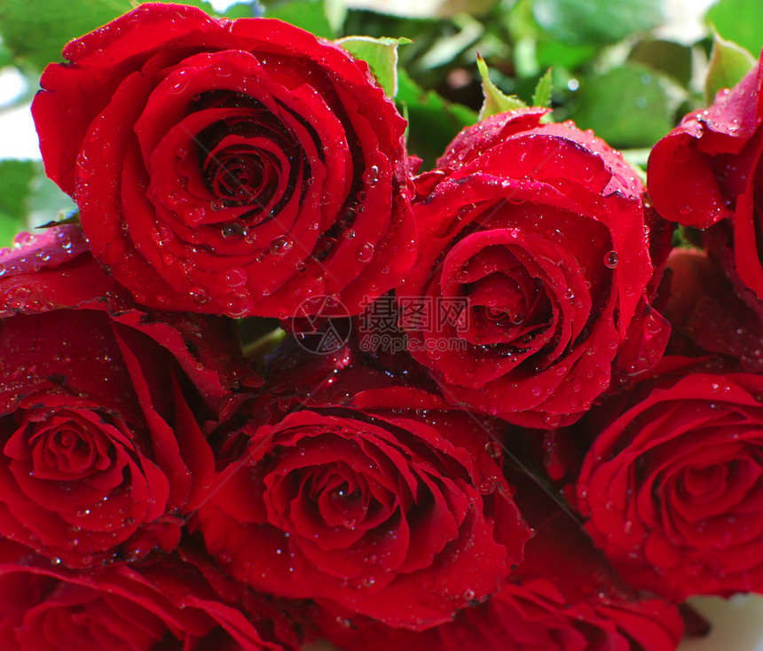 红玫瑰婚礼念日气味香味花束庆典花瓣紫色玫瑰植物群图片