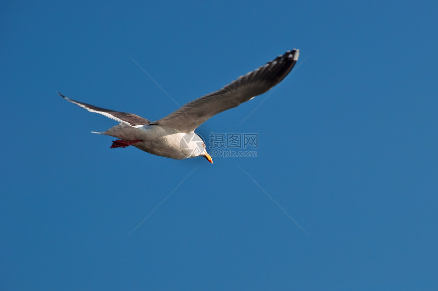 海鸥翅膀滑行白色天空野生动物图片