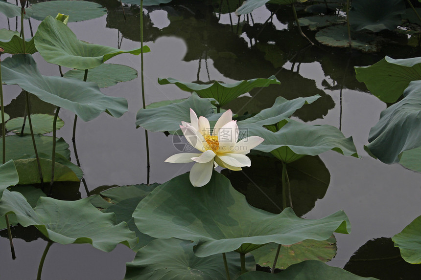 美丽的开花水百合图片