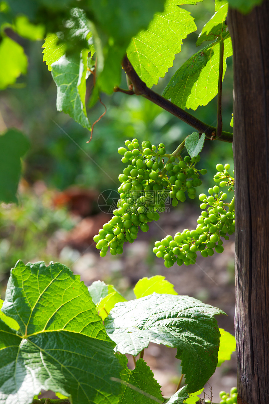 葡萄园上的青葡萄酒厂植物栽培生长农田水果季节性晴天场地树叶图片