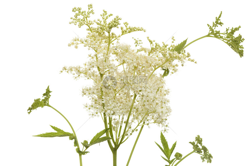 利平极藻类草药植物绿色植物群白色草本植物香料叶子花序图片