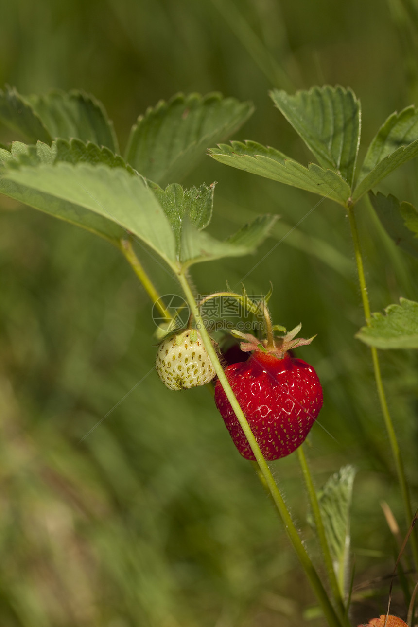 草莓叶子性质背景衬套红色绿色船体水果宏观食物图片