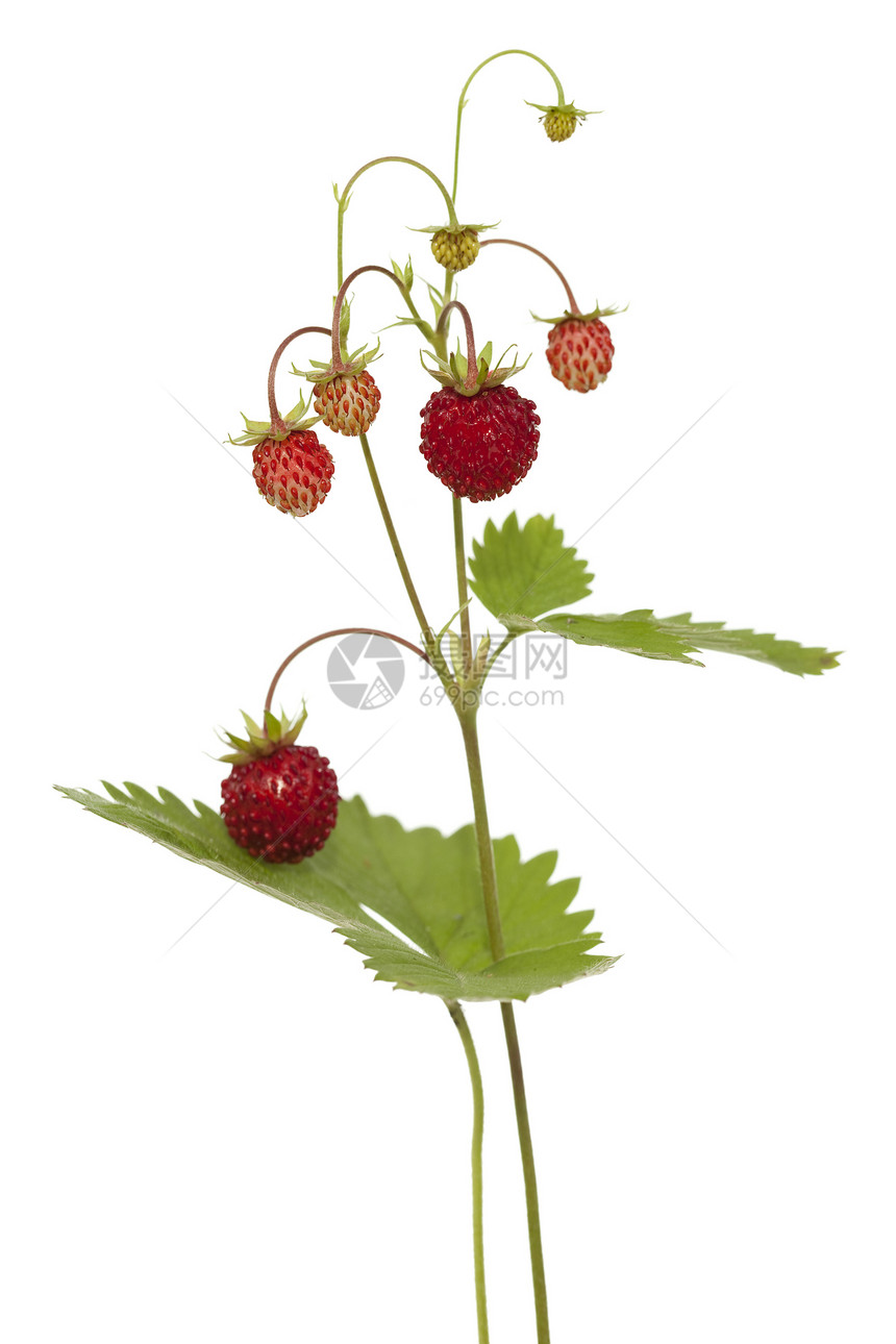 野草莓船体叶子水果宏观绿色红色食物衬套图片
