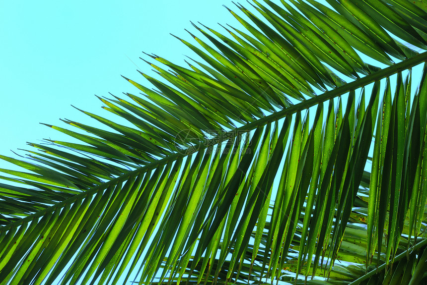 棕榈树热带绿色叶子图片