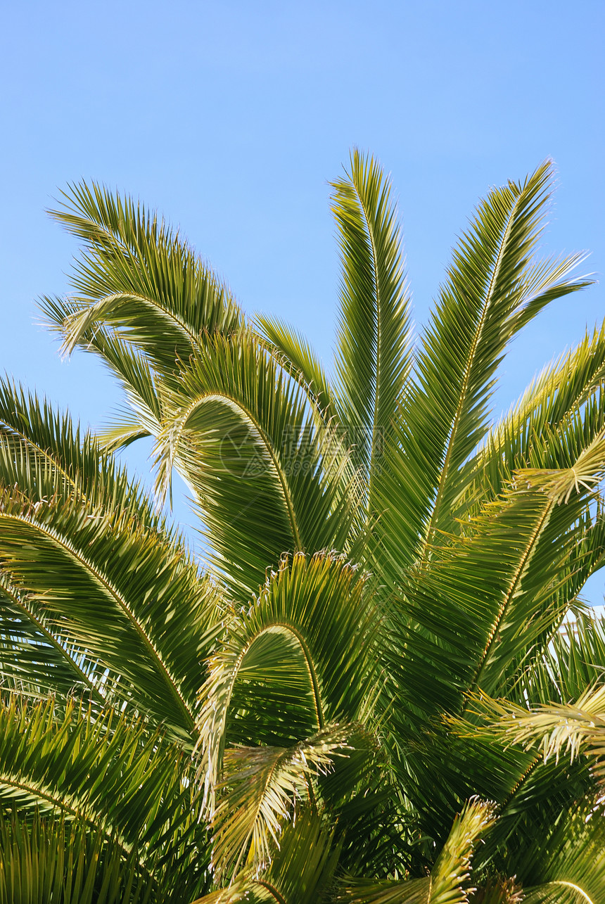 棕榈树绿色热带叶子树叶图片