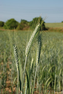 大麦田食物农业植物灌浆生长农场场地收成谷物耳朵背景图片