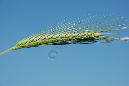 大麦田谷物食物灌浆粮食场地生长植物耳朵绿色收成背景图片