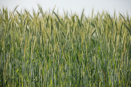 大麦田农场植物灌浆场地谷物食物绿色生长耳朵农业背景图片