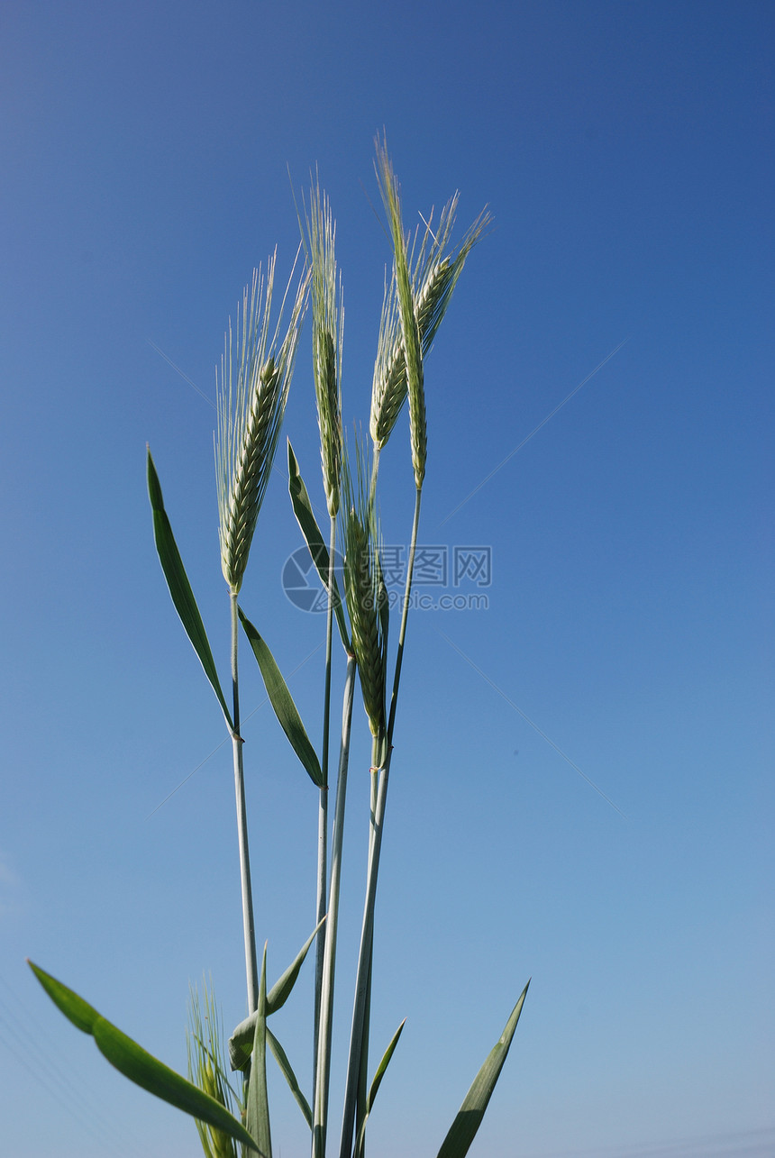 大麦的一个字段生长绿色谷物农业食物粮食农场植物场地收成图片