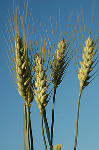 小麦耳农场植物灌浆农业食物耳朵谷物收成绿色粮食背景图片