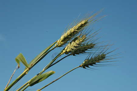 小麦耳粮食植物农业绿色灌浆耳朵谷物生长农场场地背景图片