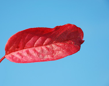 叶子季节棕色蓝色地面树叶背景图片