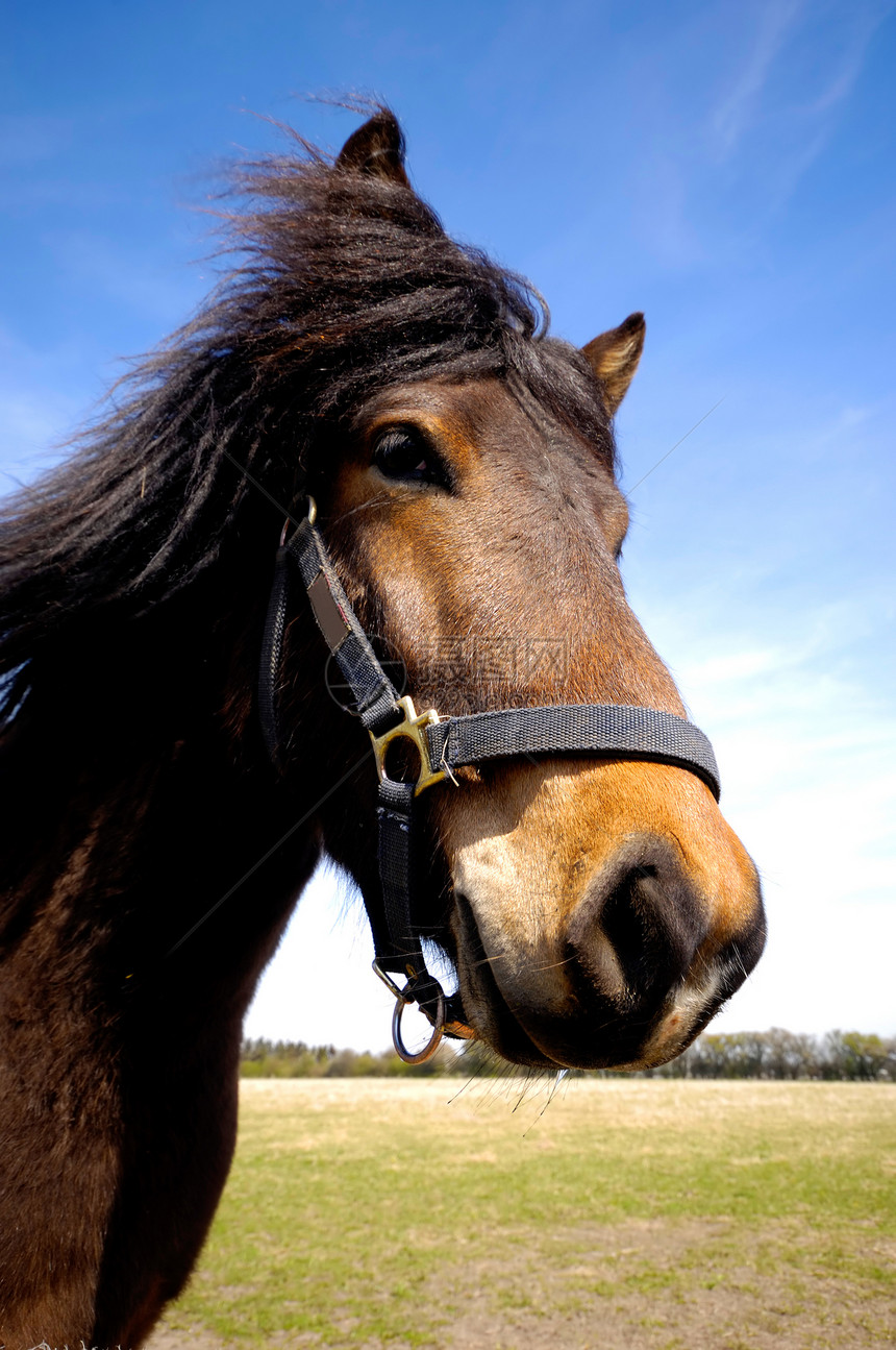 马的面色令人着迷宠物荒野马术棕色鼻子场地蓝色鬃毛天空哺乳动物图片