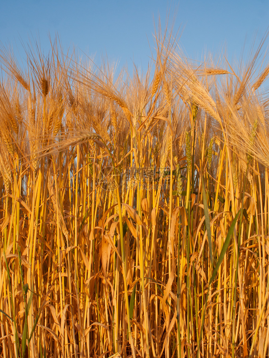 蓝天对小麦耳朵农村阳光谷物农作物栽培乡村粮食农场天空生长图片