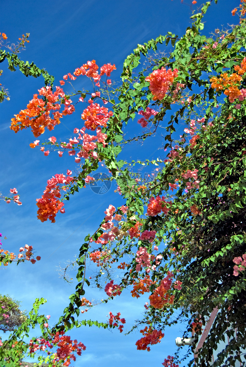 布干维尔a叶子灌木蓝色粉色爬行者园艺花瓣生活绿色植物群图片