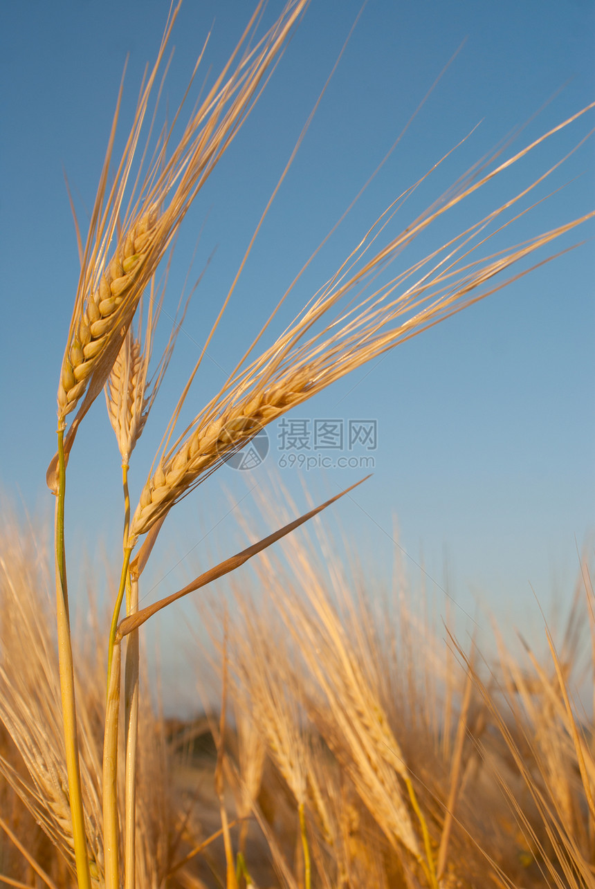 蓝天对小麦耳朵阳光天空农业植物活力场地粮食农村生长栽培图片
