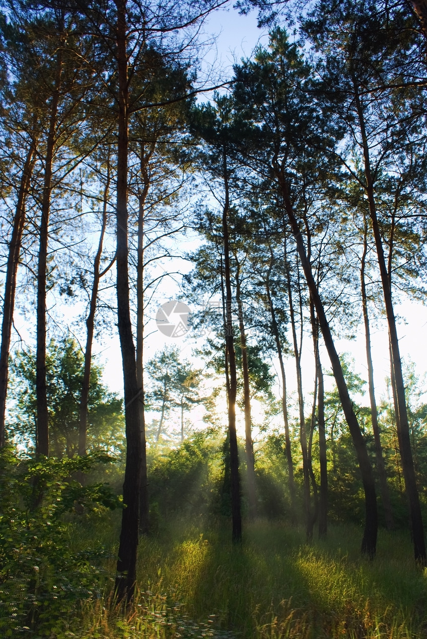 清晨阳光明亮的树林射线针叶国家风景树木树干叶子绿色薄雾公园图片