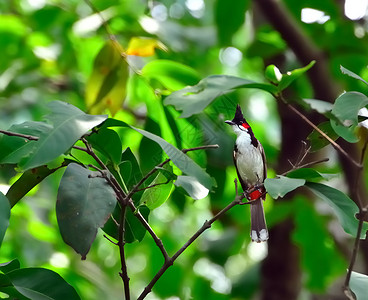 红须鹎红耳布动物黑色观鸟者荒野白色阳光羽毛绿色野生动物树叶背景