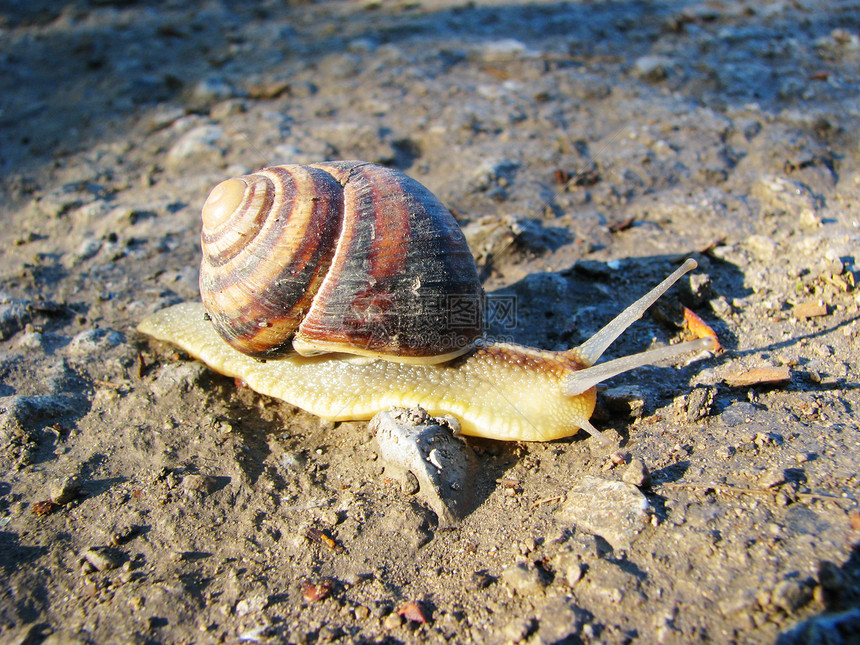 蜗牛螺旋藤蔓蠕变速度生物学公园青铜花园床单扇贝动物图片