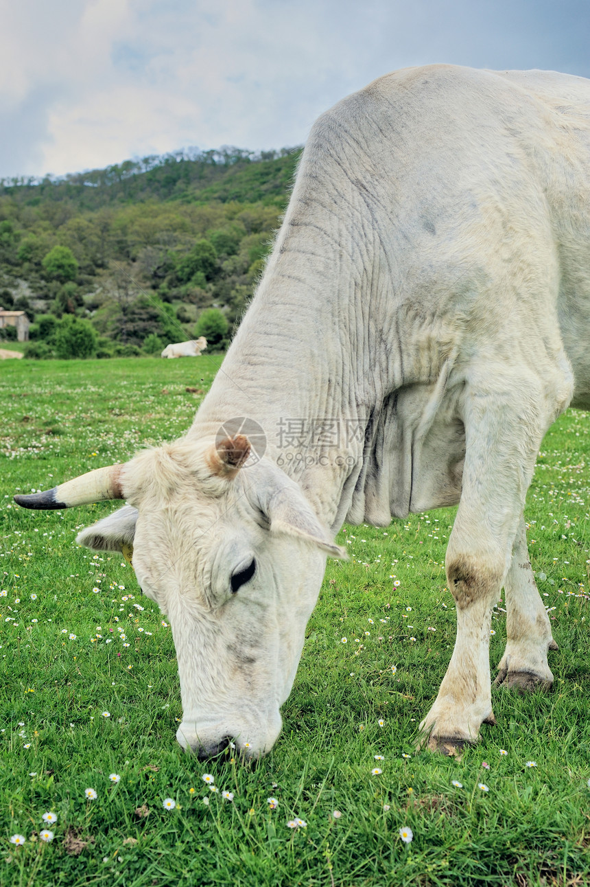 白牛牧场空地爬坡奶牛家畜喇叭山腰森林草地荒野图片