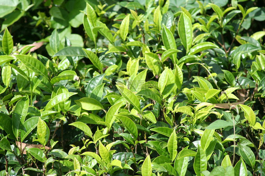 斯里兰卡茶叶种植场图片